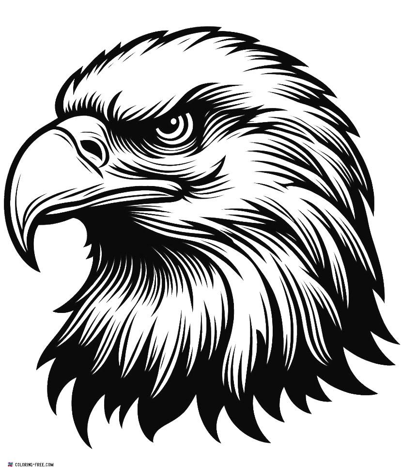 2664 Page The Bald Eagle s Head Coloring Is One Of Its 