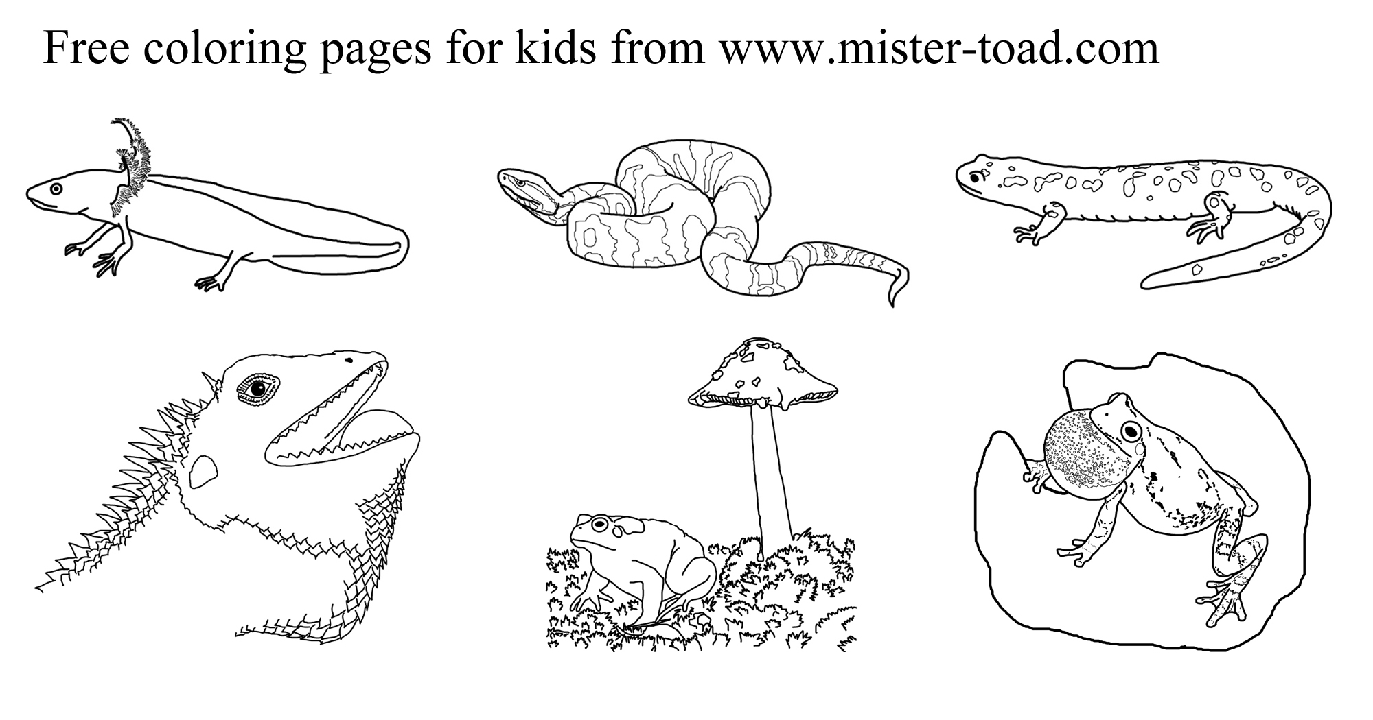 Printable Reptile Coloring Pages Printable Reptile Coloring Pages