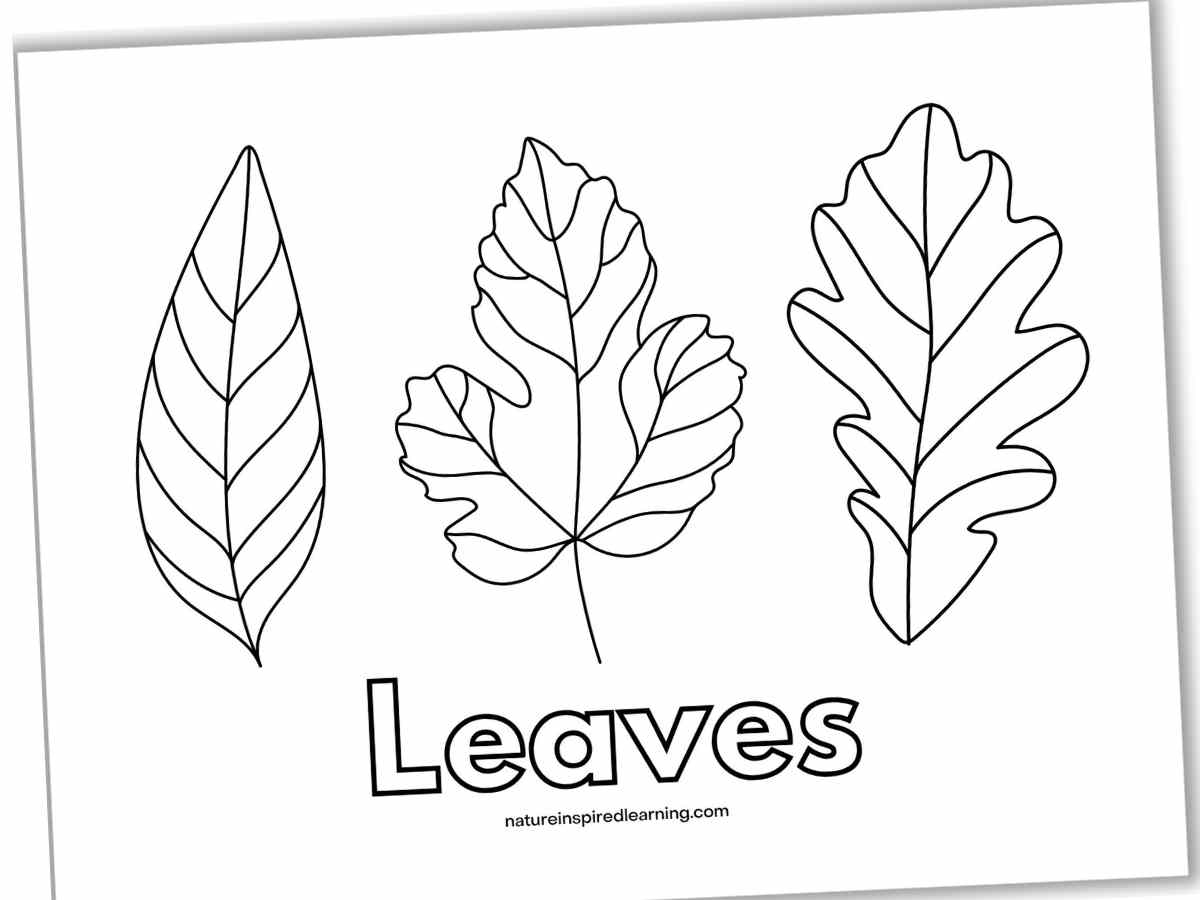 Free Leaf Coloring Pages To Print