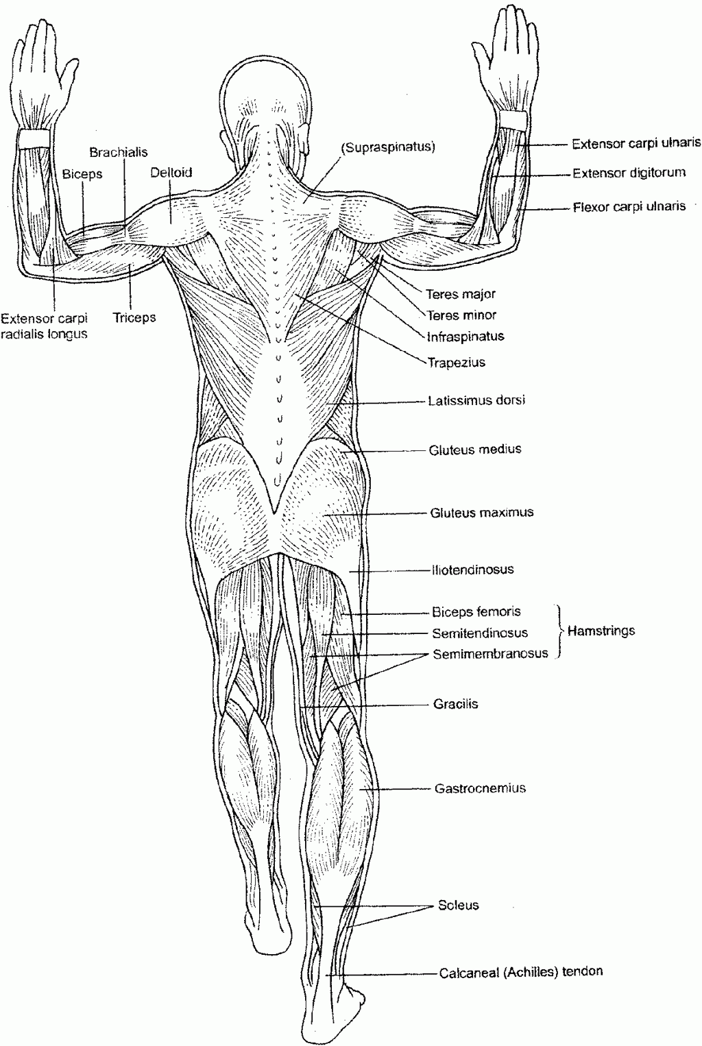  Anatomy Coloring Pages U0026 Books 100 FREE And Printable 