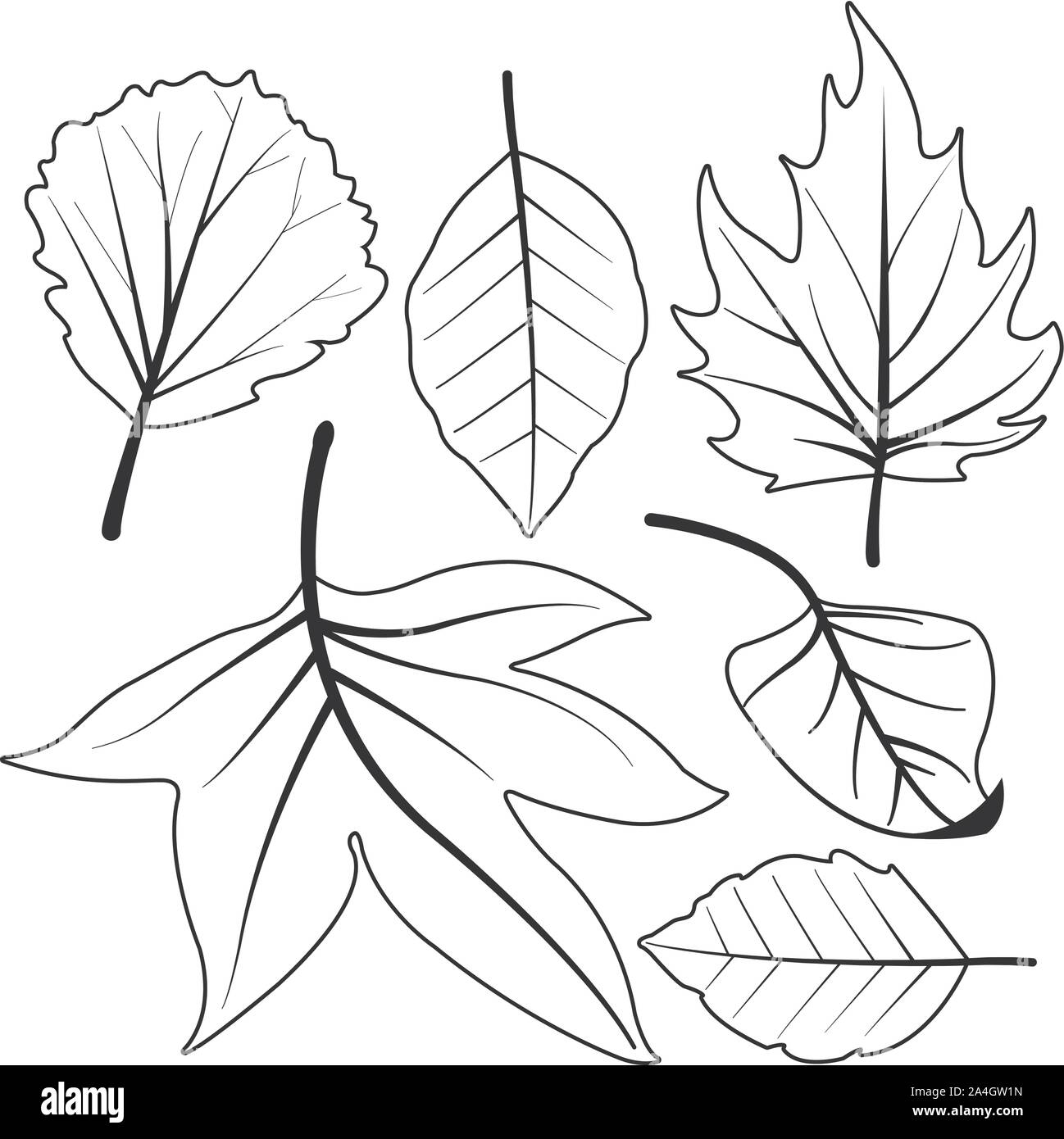 Collection Of Different Dry Autumn Leaves Vector Black And White Coloring Page Stock Vector Image U0026 Art Alamy