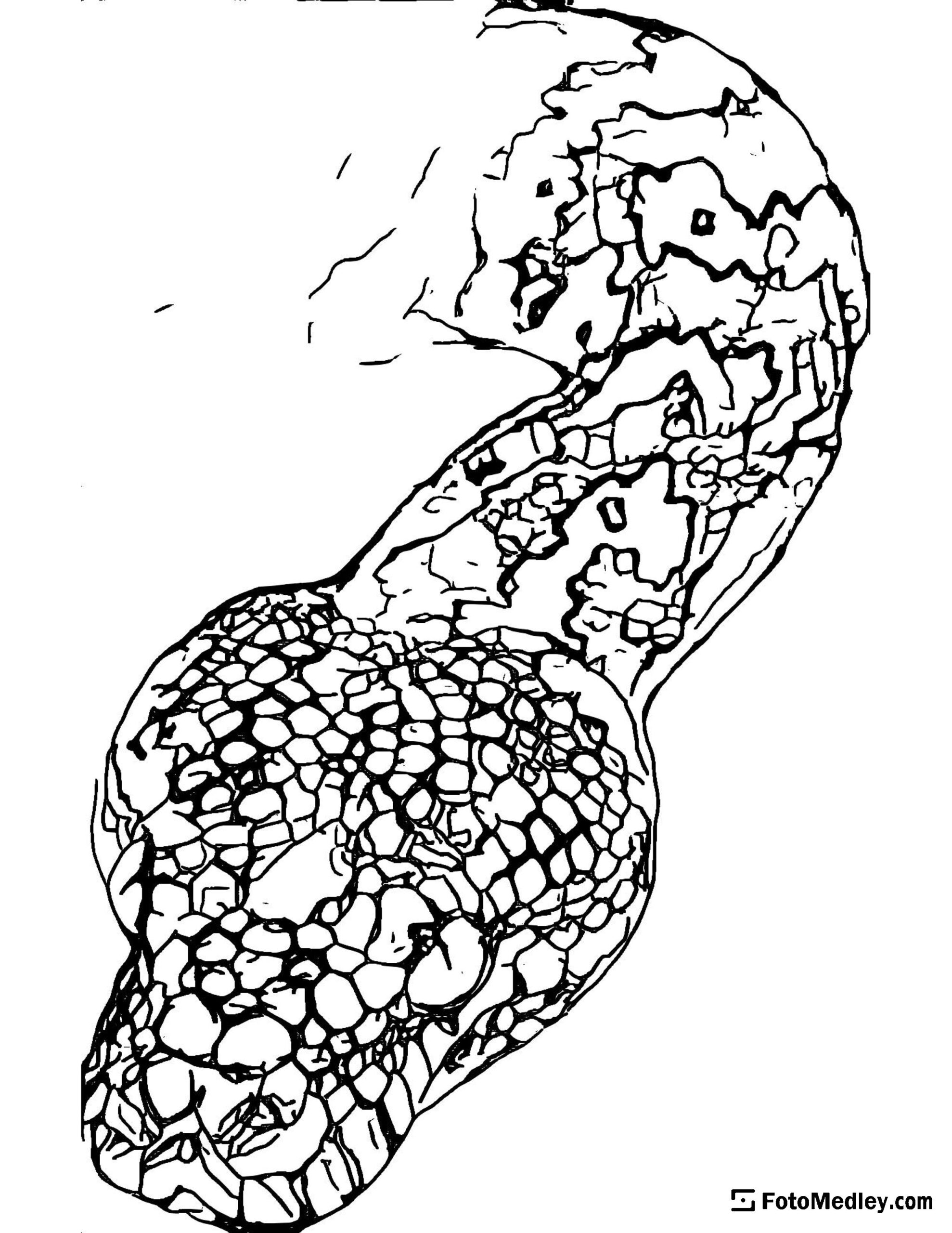 Snake Coloring Page Free Snake Coloring Page Free
