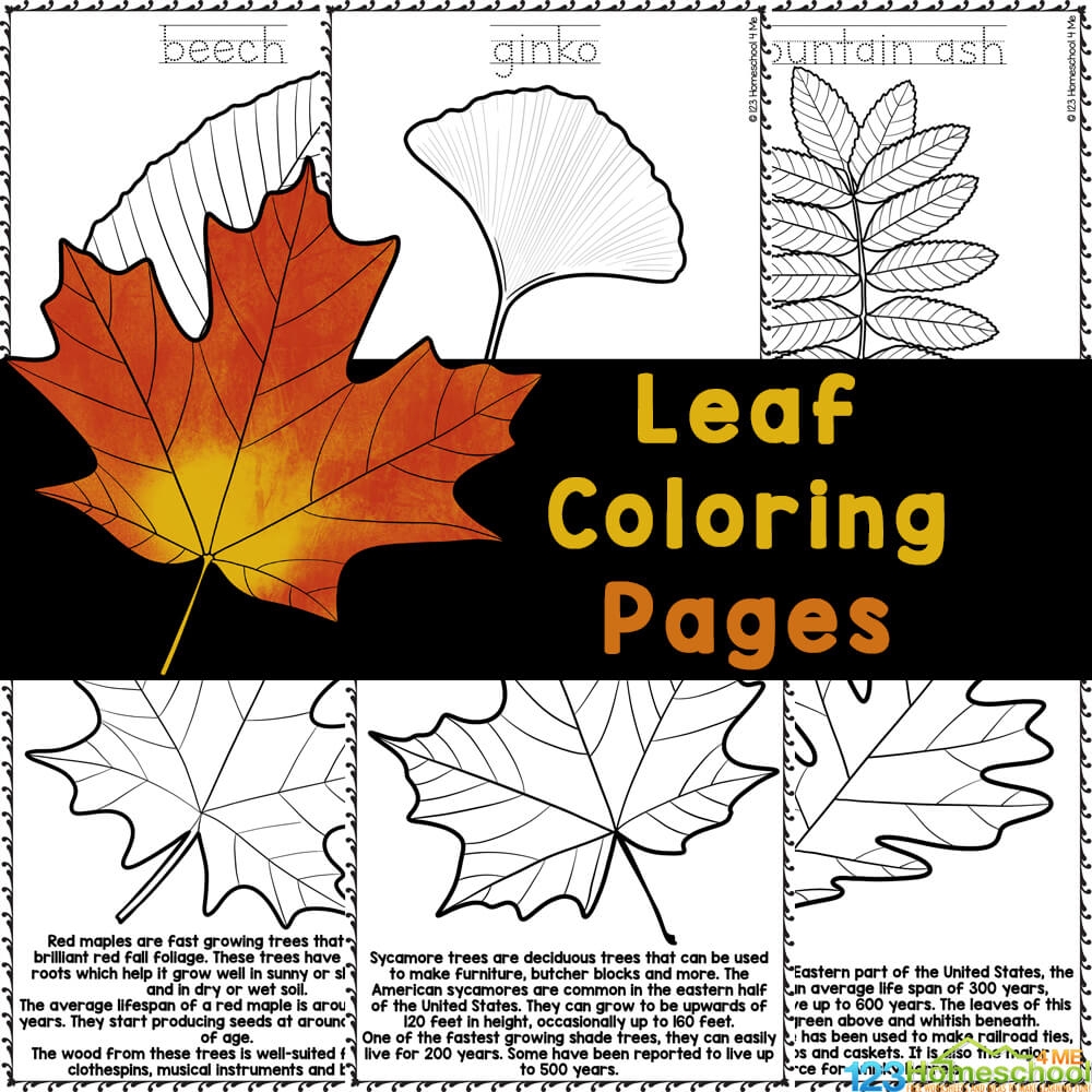 FREE Fall Leaf Coloring Pages With Realistic Pictures To Color FREE Fall Leaf Coloring Pages With Realistic Pictures To Color