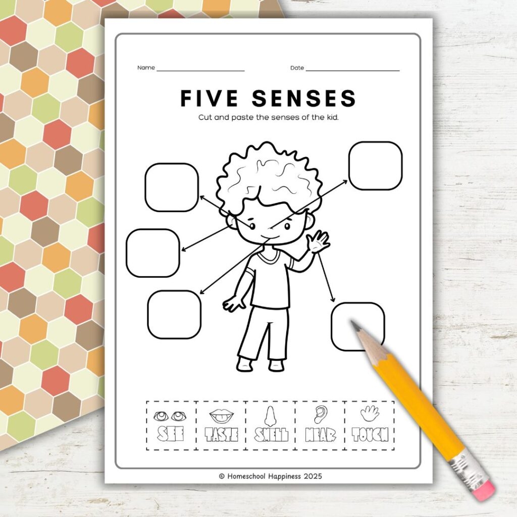 Free Our Five Senses Printables For Preschool U0026 Kindergarten