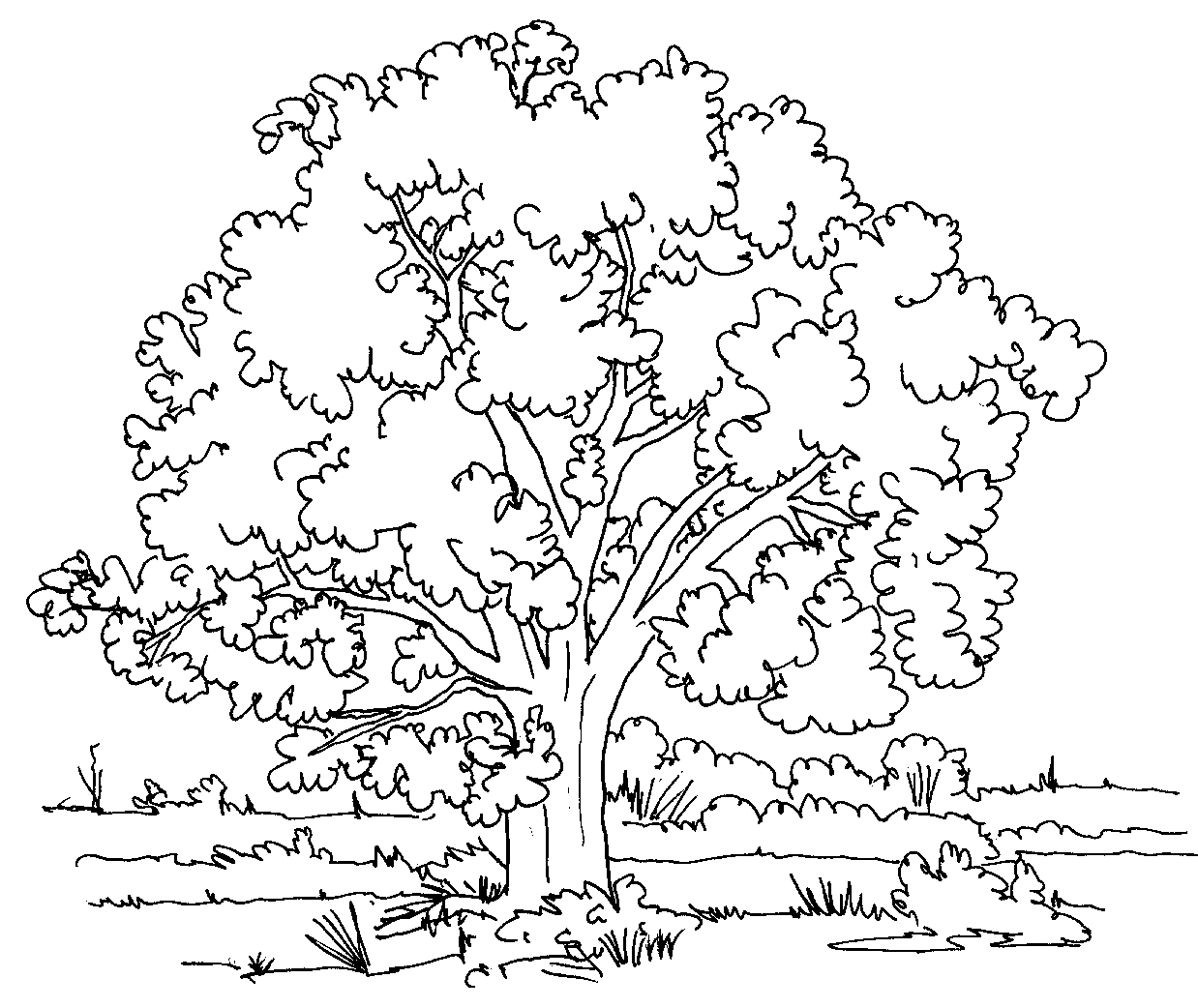 Free Printable Tree Coloring Pages For Kids Free Printable Tree Coloring Pages For Kids