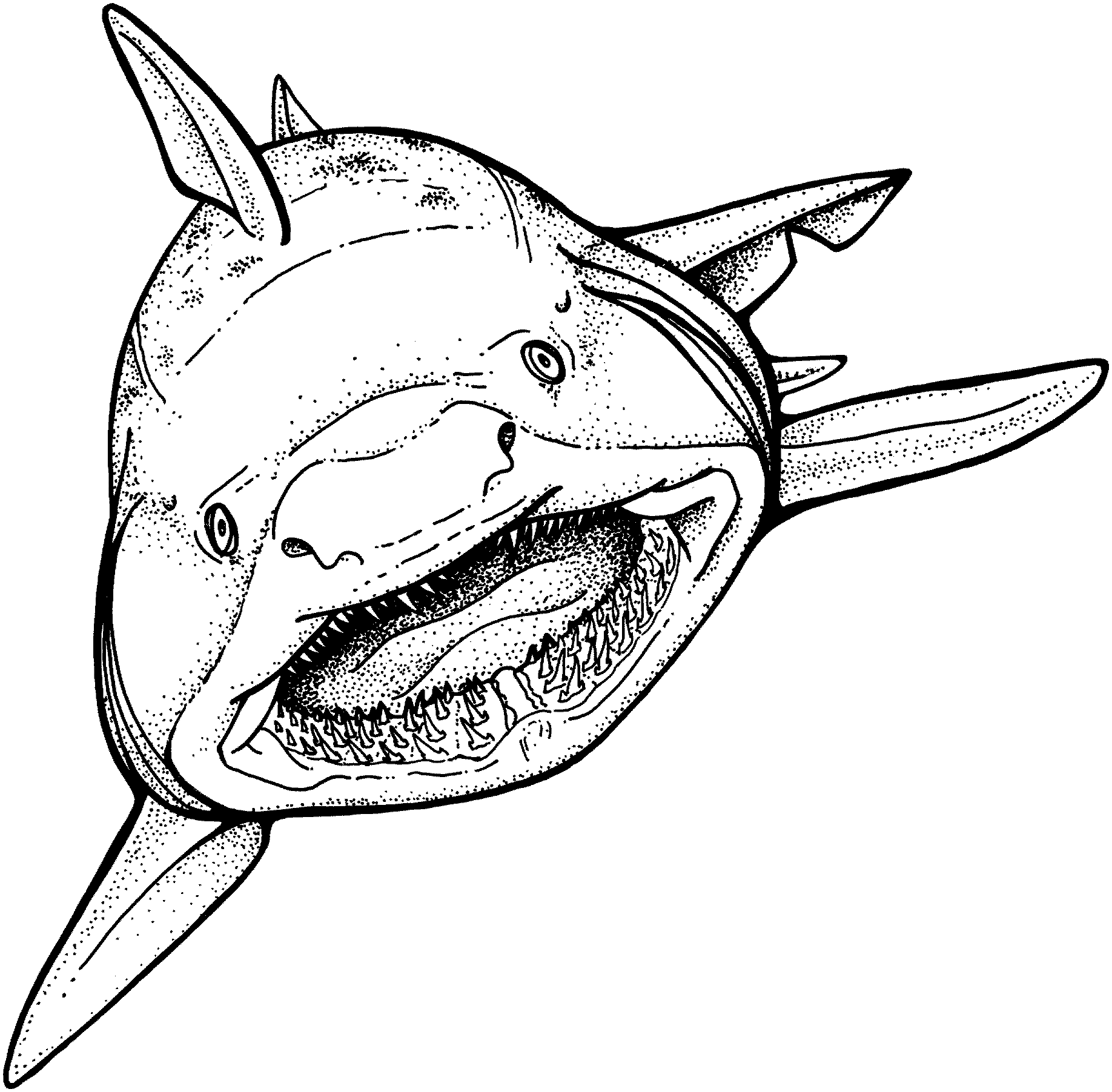 Shark Coloring Pages Free Printable
