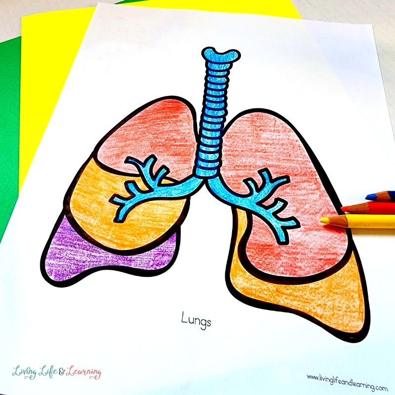 Printable Lungs Coloring Page