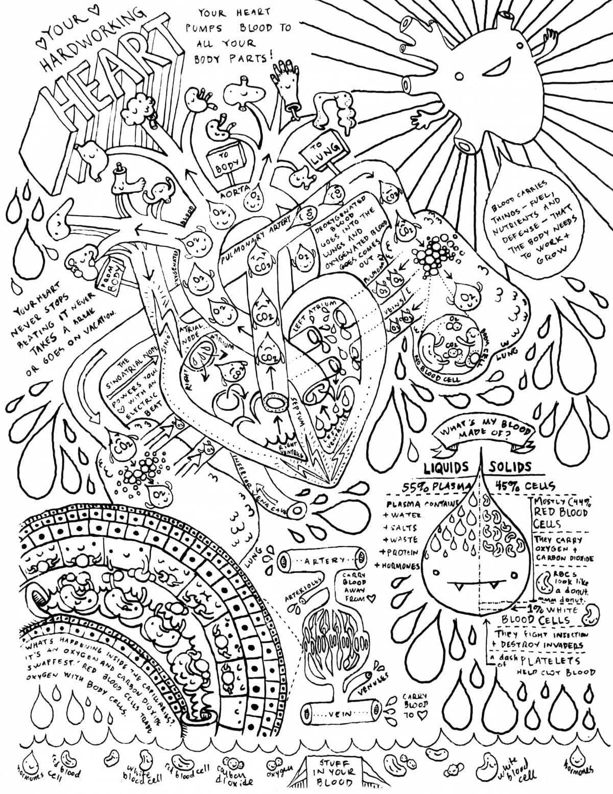Human Heart Anatomy Coloring Page Download Print Or Color Online For Free