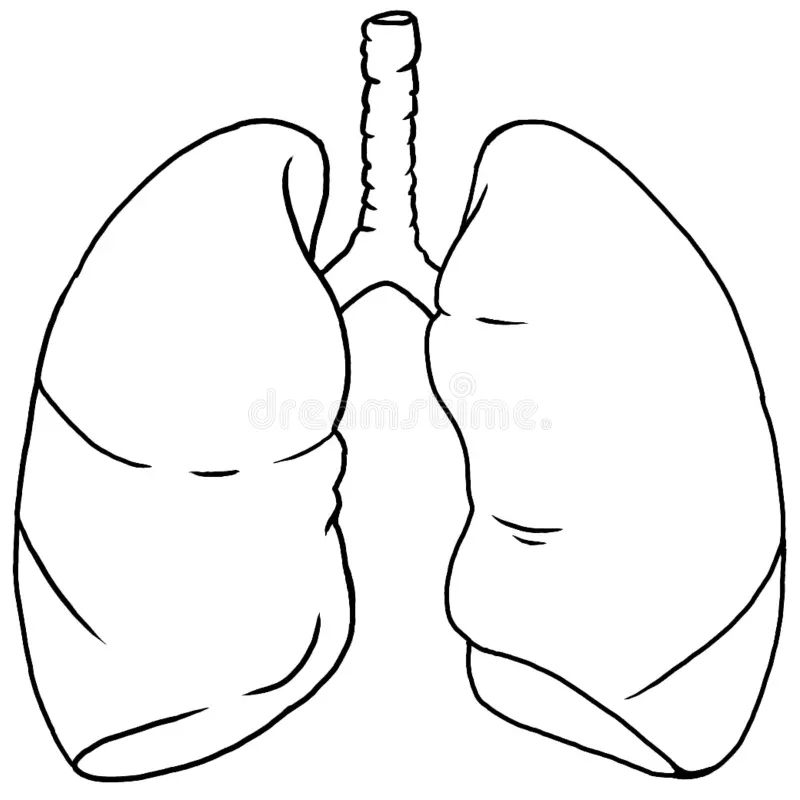 Human Lung Anatomy Out Line Stock Illustration Illustration Of Anatomy Bronchial 137577886