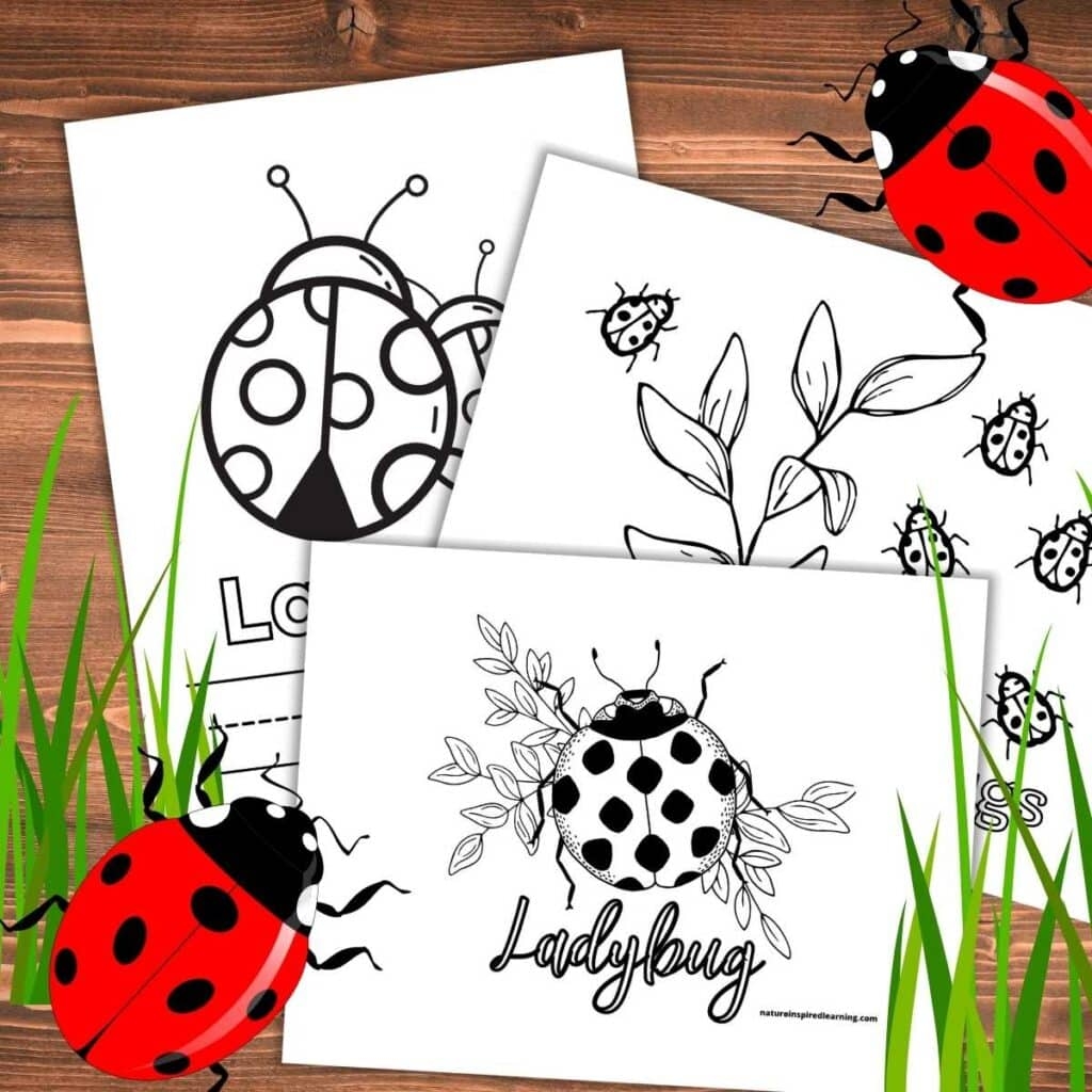 Free Printable Ladybug Coloring Pages