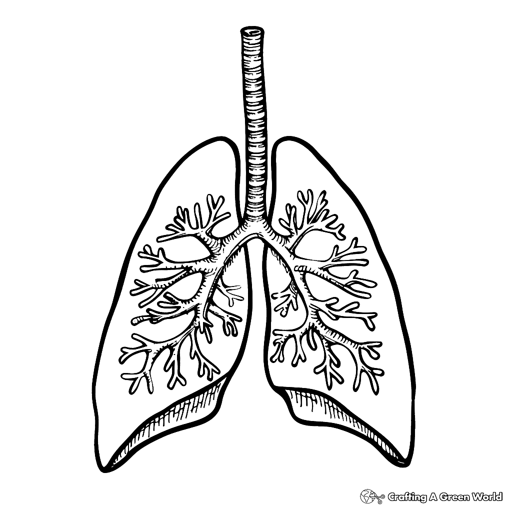 Lungs Coloring Pages Free Printable 