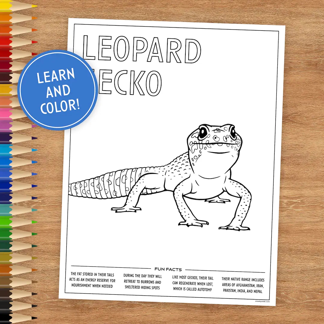 Printable Coloring Page Leopard Gecko Includes Fun Facts Coloring Pages For Kids Coloring Pages Printable Digital Download Lizard Etsy Australia Printable Coloring Page Leopard Gecko Includes Fun Facts Coloring Pages For Kids Coloring Pages Printable Digital Download Lizard Etsy Australia