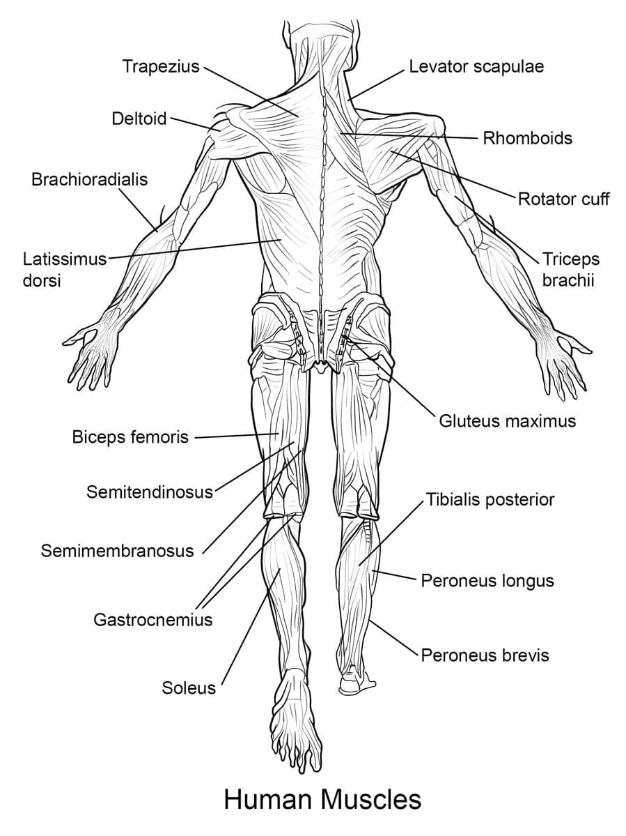 Printable Human Muscles Coloring Page Download Print Or Color Online For Free