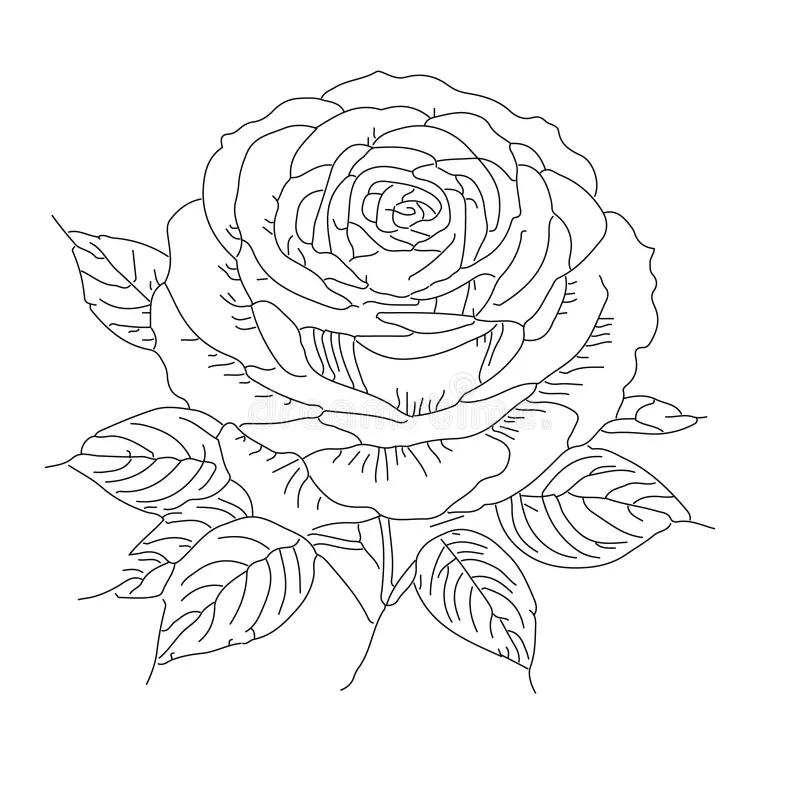 Rose Coloring Stock Illustrations 11 173 Rose Coloring Stock Illustrations Vectors Clipart Dreamstime Rose Coloring Stock Illustrations 11 173 Rose Coloring Stock Illustrations Vectors Clipart Dreamstime