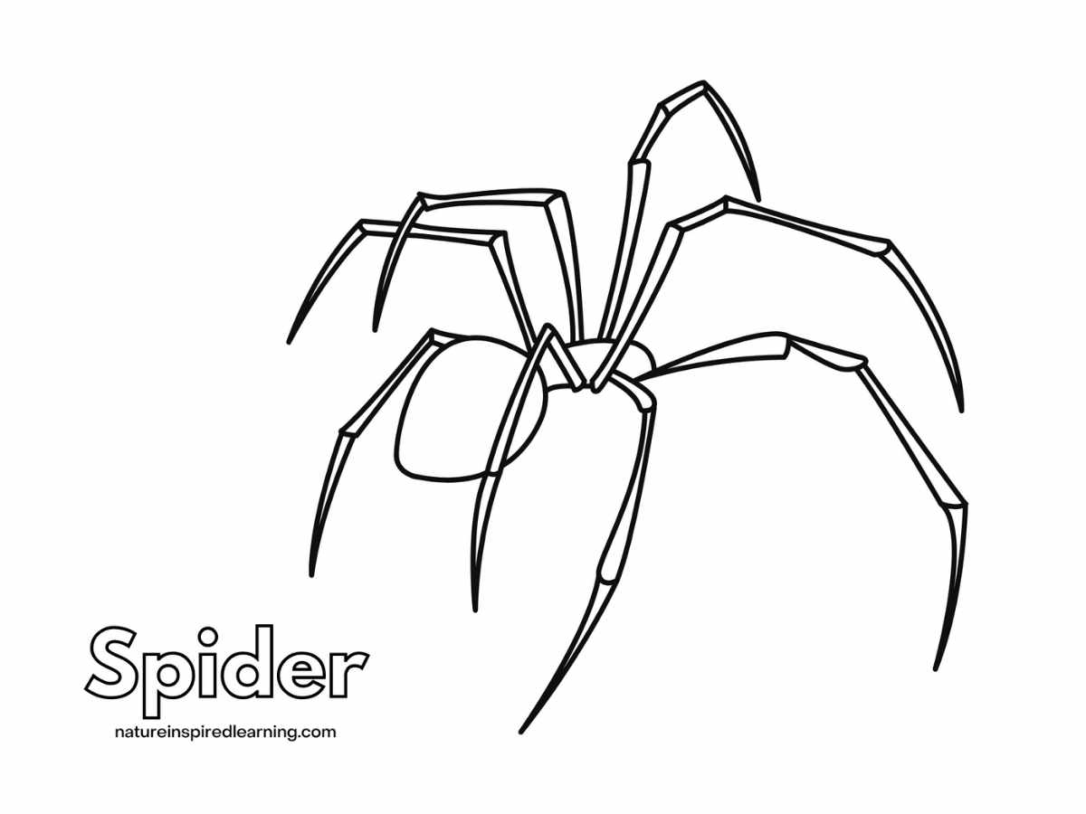 Spider Coloring Pages Nature Inspired Learning Spider Coloring Pages Nature Inspired Learning