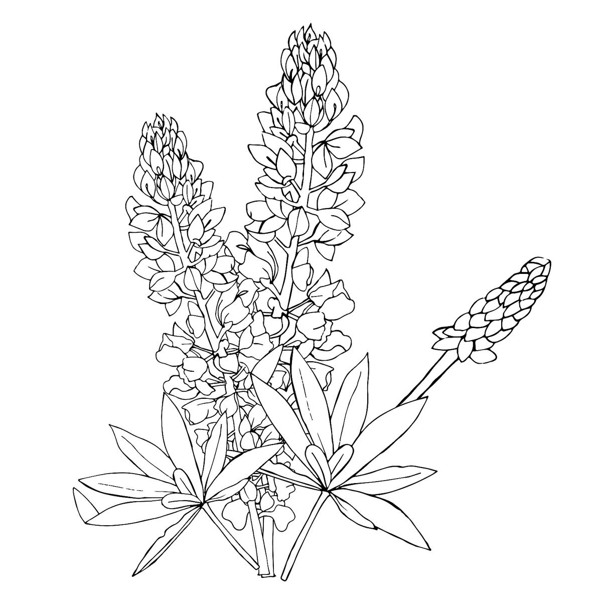 Spring Flowers Coloring Pages Free Printable Coloring Pages Of Flowers Printables 30Seconds Mom