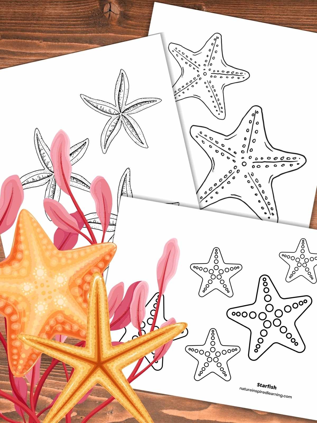 Starfish Coloring Pages Nature Inspired Learning