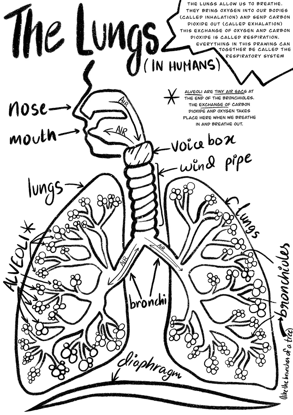 With A Huff And A Puff The Lungs Coloring Printable Mysite