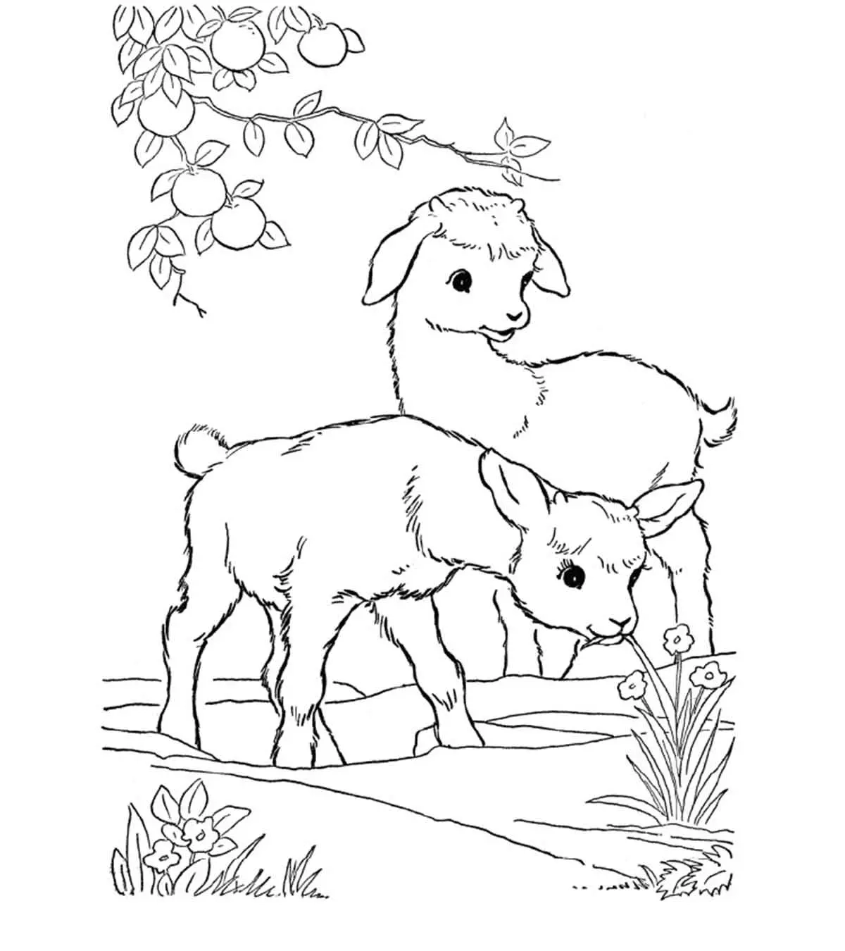 25 Cute Goat Coloring Pages For Your Toddler