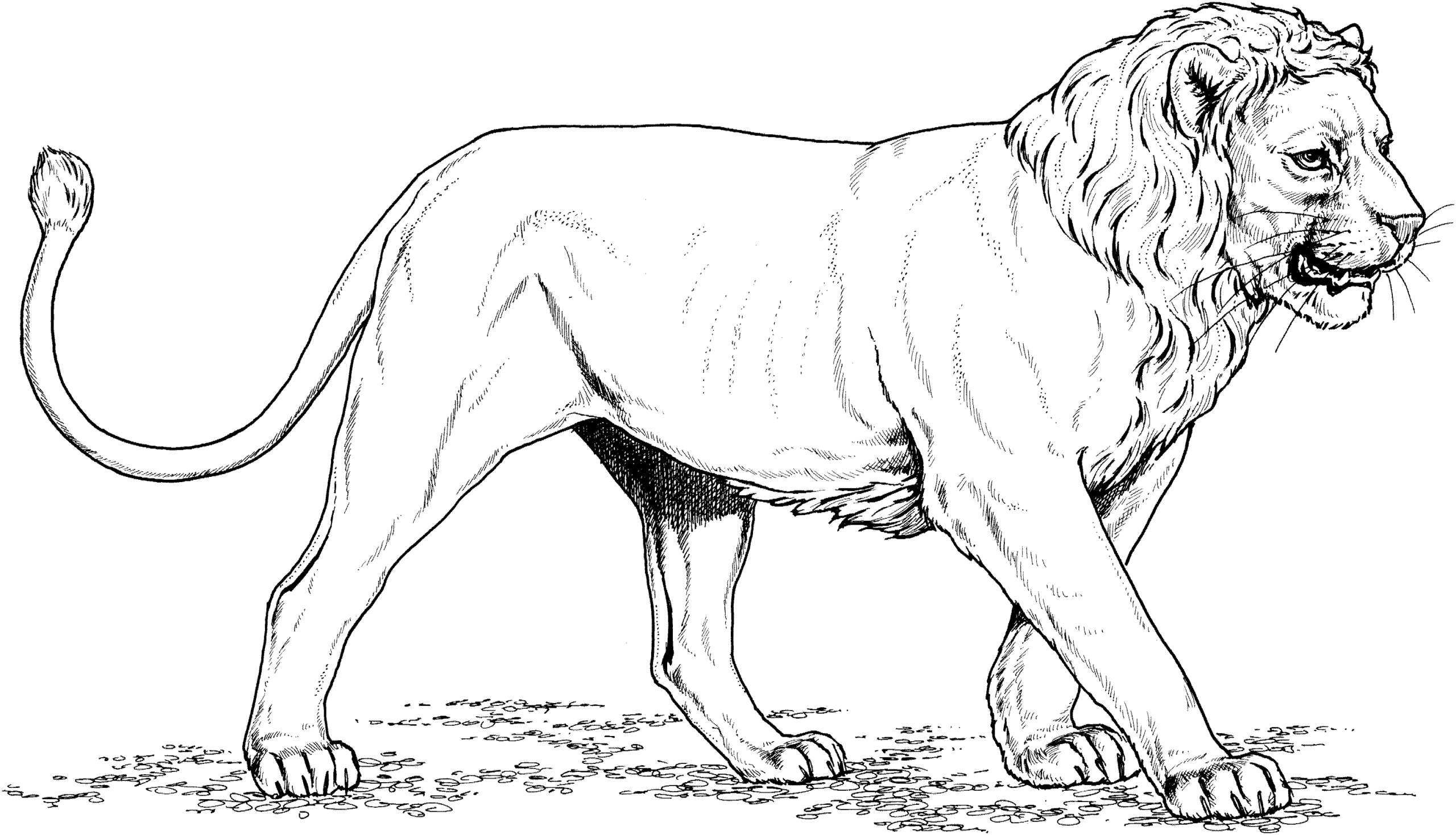 About Lions