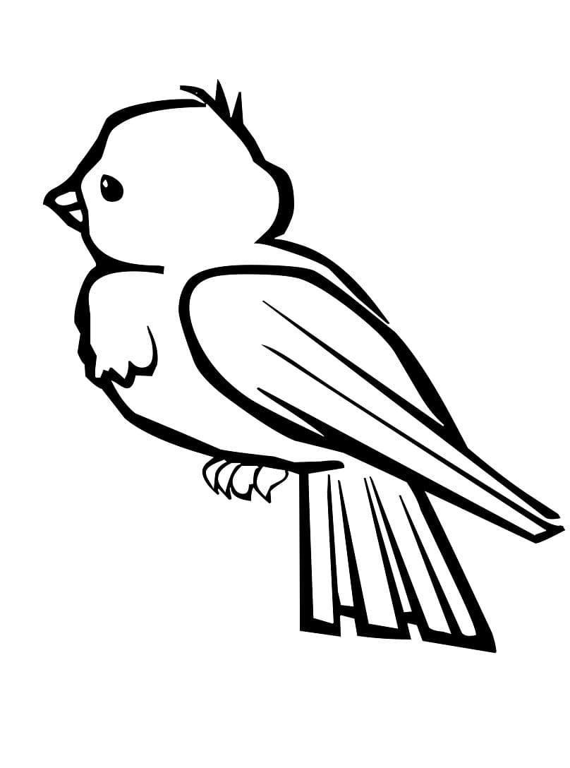 Bird Coloring Pages Free