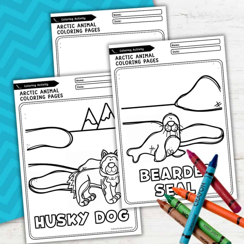 Arctic Animal Coloring Pages For Preschool Kindergarten
