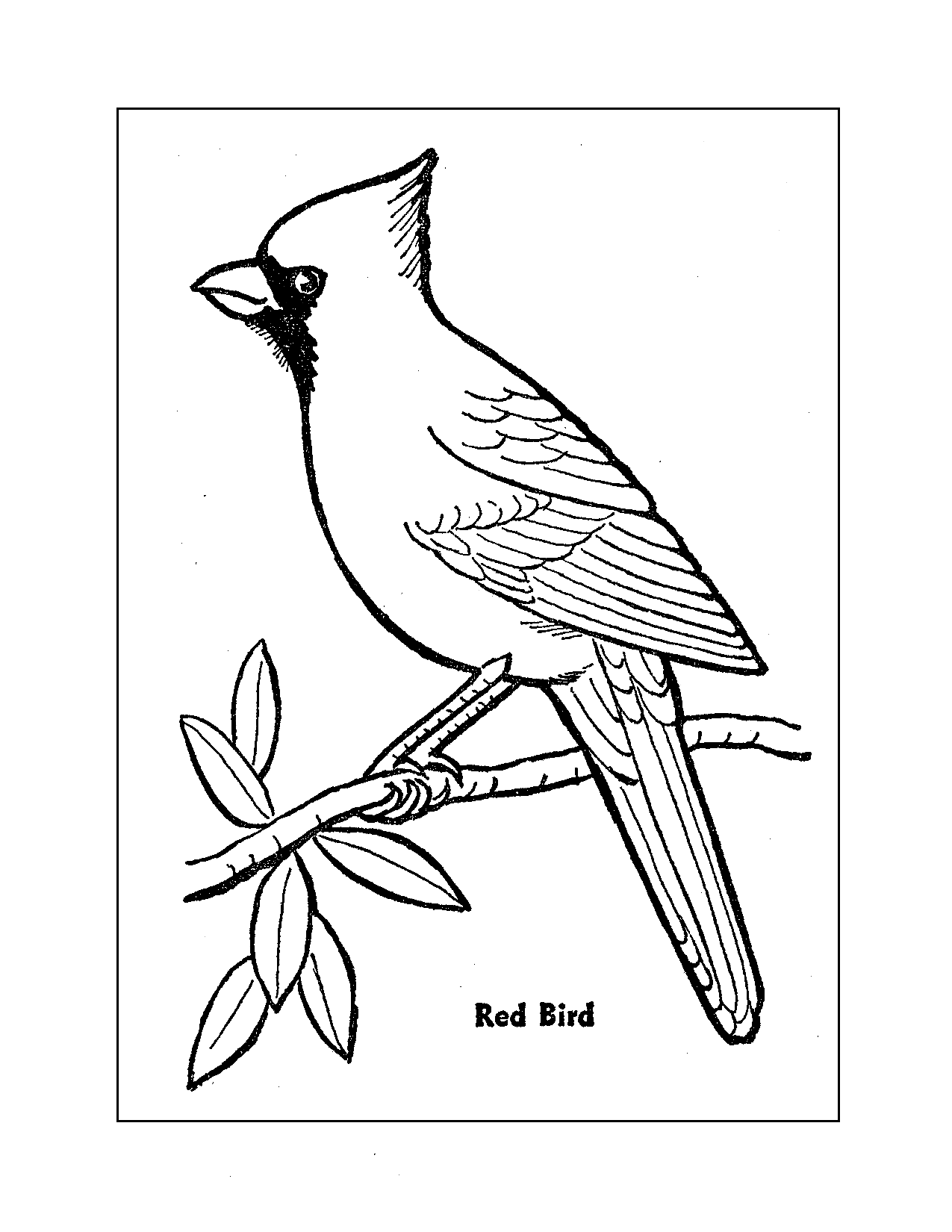 Cardinal Coloring Pages Printable Coloring Pages FREE