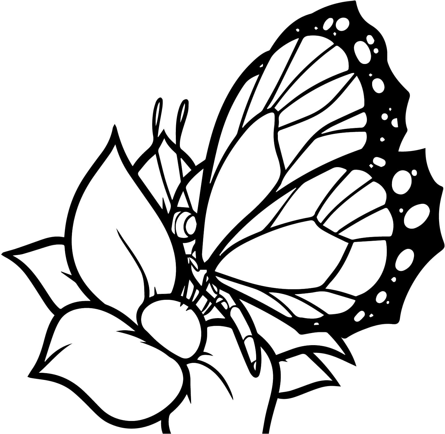 Flower And A Butterfly Coloring Page Download Print Or Color Online For Free Flower And A Butterfly Coloring Page Download Print Or Color Online For Free