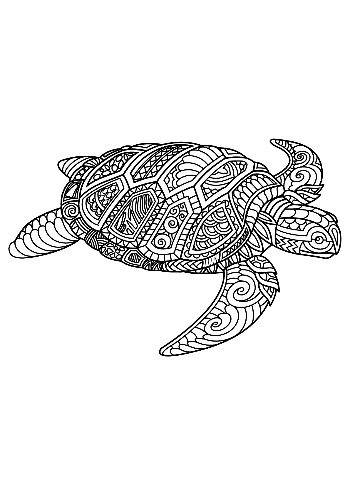 Free Book Turtle Turtle And Tortoise Coloring Pages For Adults