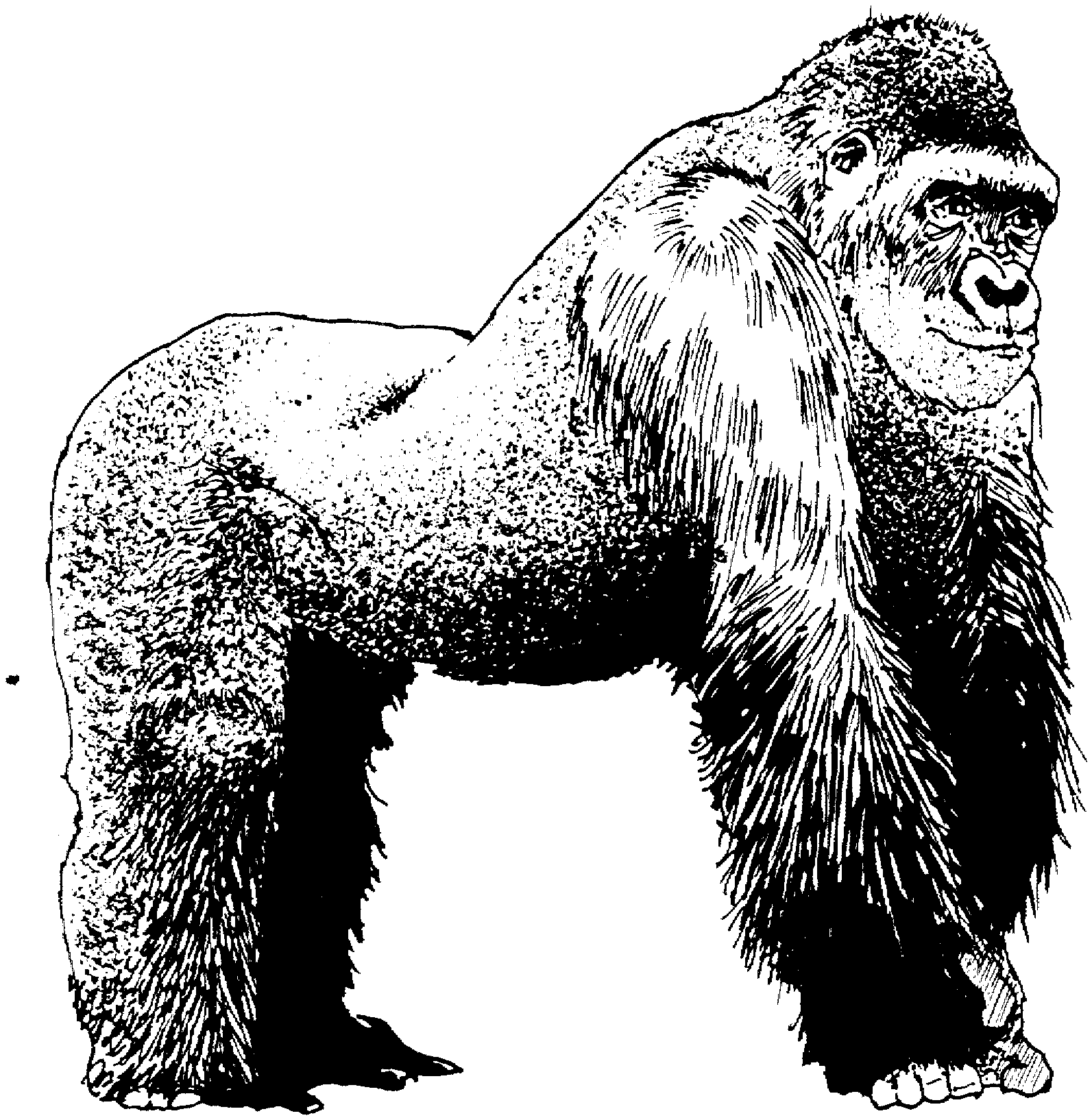 Free Gorilla Coloring Pages Free Gorilla Coloring Pages