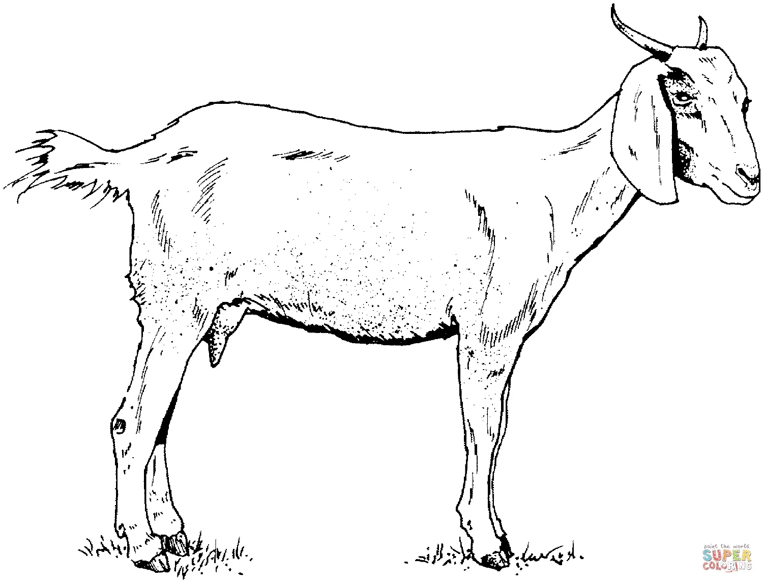 Goat Printable Coloring Pages