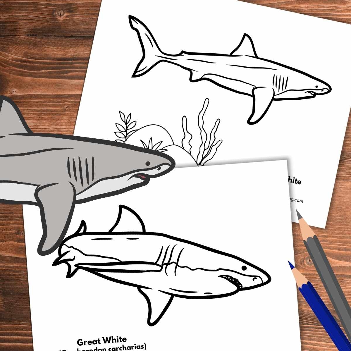 Great White Shark Coloring Pages Nature Inspired Learning Great White Shark Coloring Pages Nature Inspired Learning