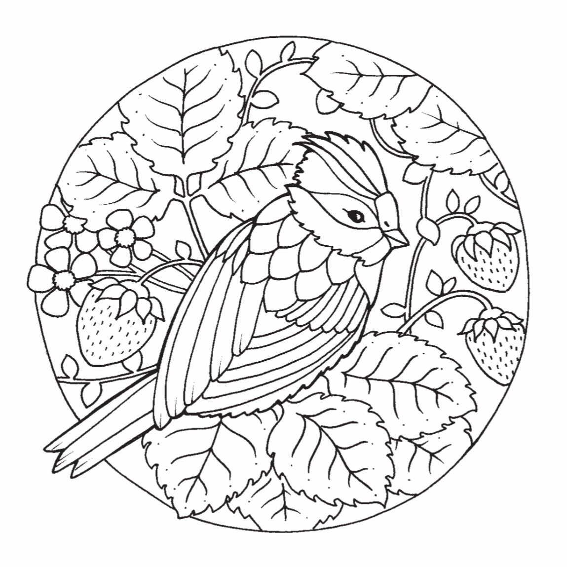 Johanna Basford Blog Amber Loves Coloring