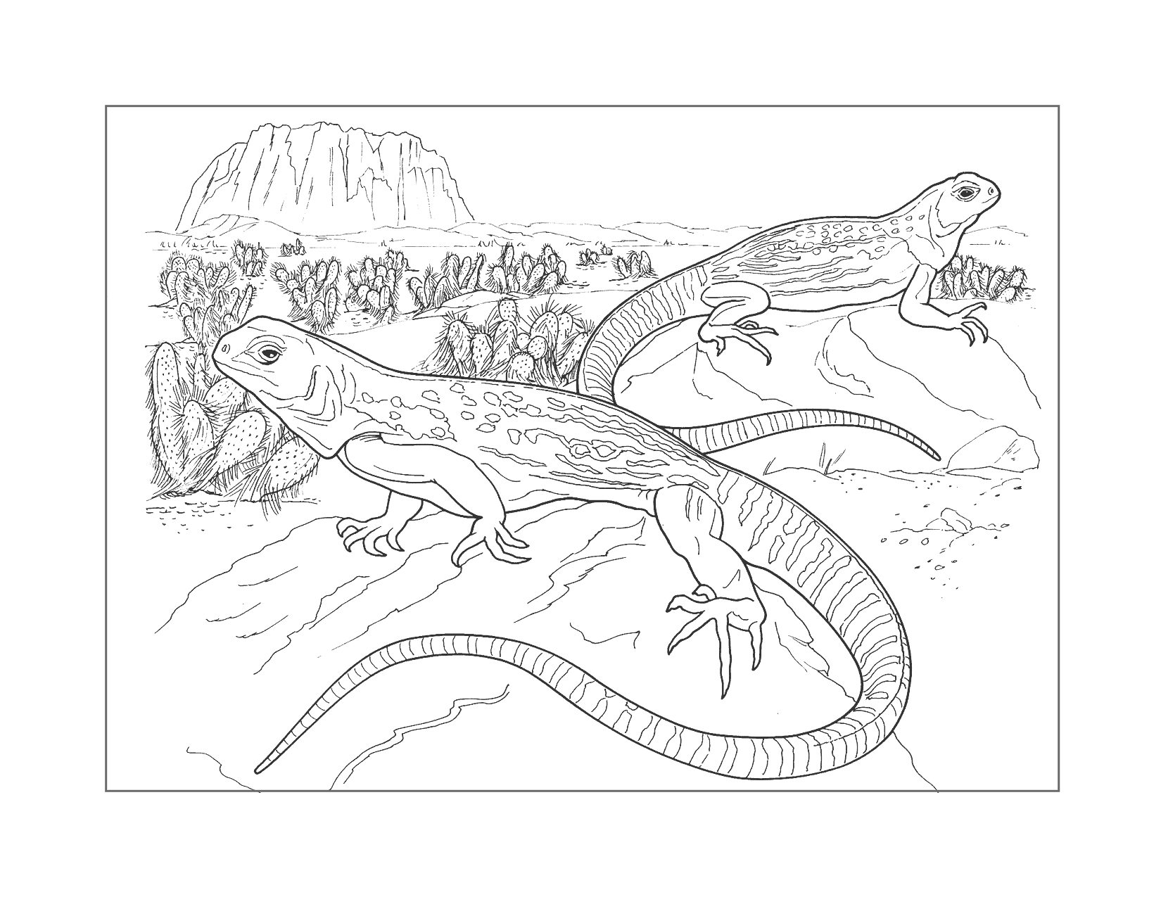 Lizards In The Desert Coloring Page Printable Coloring Pages FREE