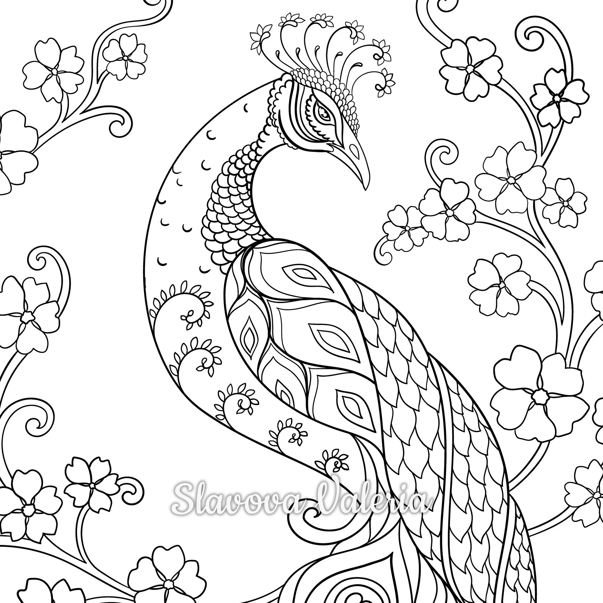 Peacock Coloring Page Instant Download PDF Download Printable Coloring Page Etsy