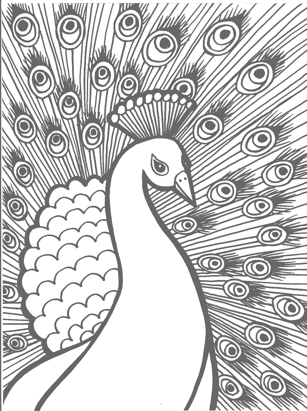 Peacock Coloring Pages Printable Coloring Pages FREE