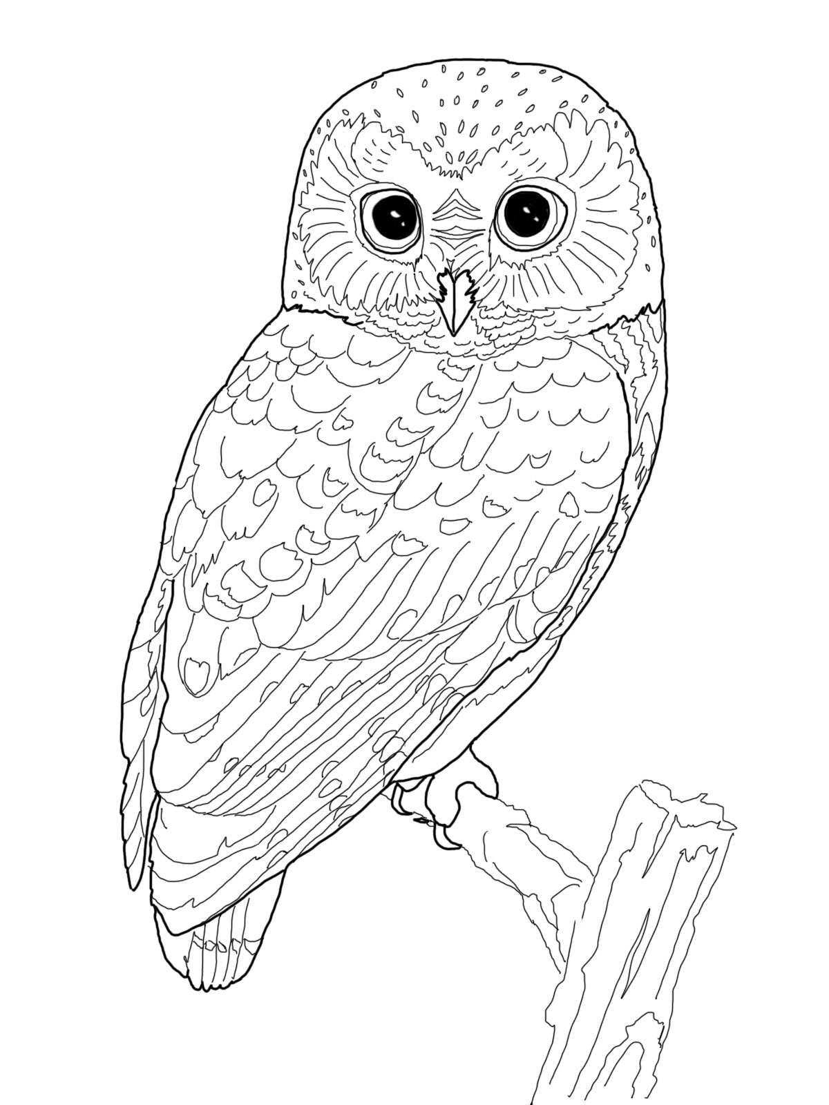 Realistic Owl Coloring Pages Free U0026 Printable Worksheets Library Realistic Owl Coloring Pages Free U0026 Printable Worksheets Library