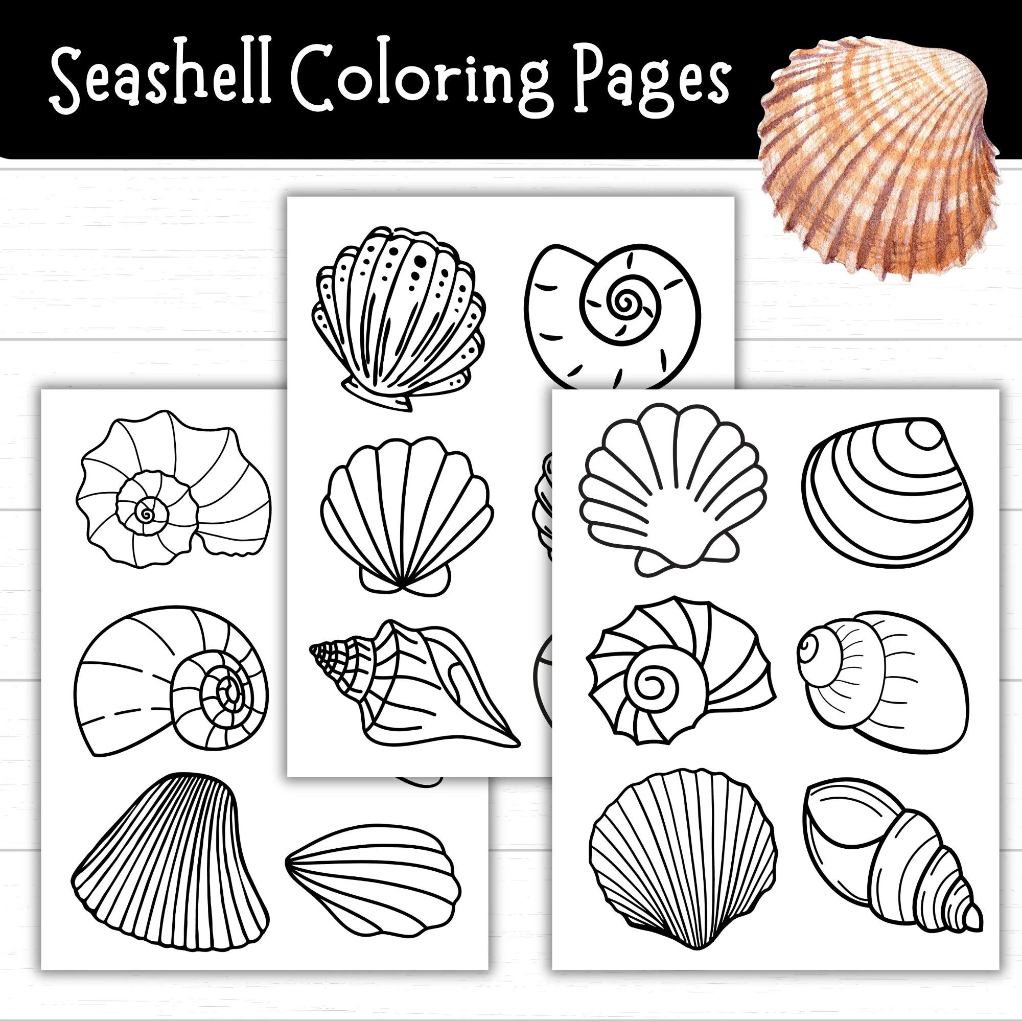 Seashell Coloring Pages Seashell Art Printables For Kids Ocean Printables Seashell Activities Beach Printables Summer Coloring Sheets Etsy Seashell Coloring Pages Seashell Art Printables For Kids Ocean Printables Seashell Activities Beach Printables Summer Coloring Sheets Etsy