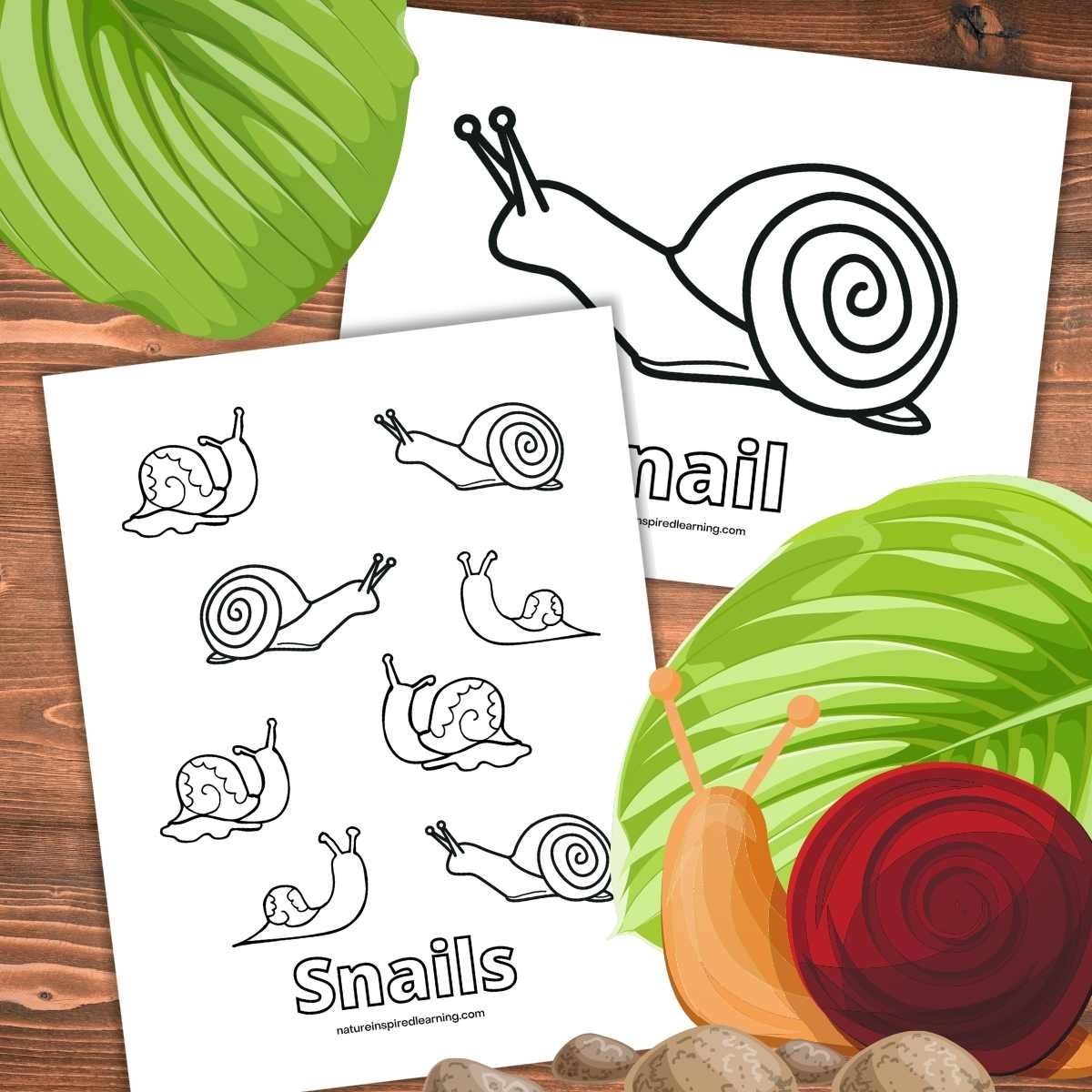 Snail Coloring Pages Nature Inspired Learning