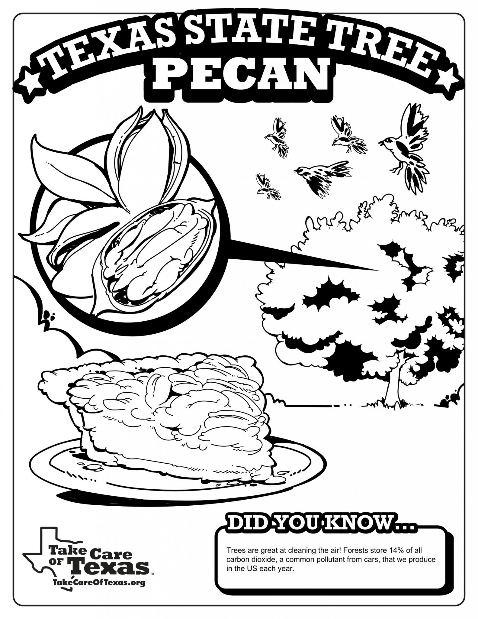 Texas Symbols Coloring Pages Take Care Of Texas Texas Symbols Coloring Pages Take Care Of Texas